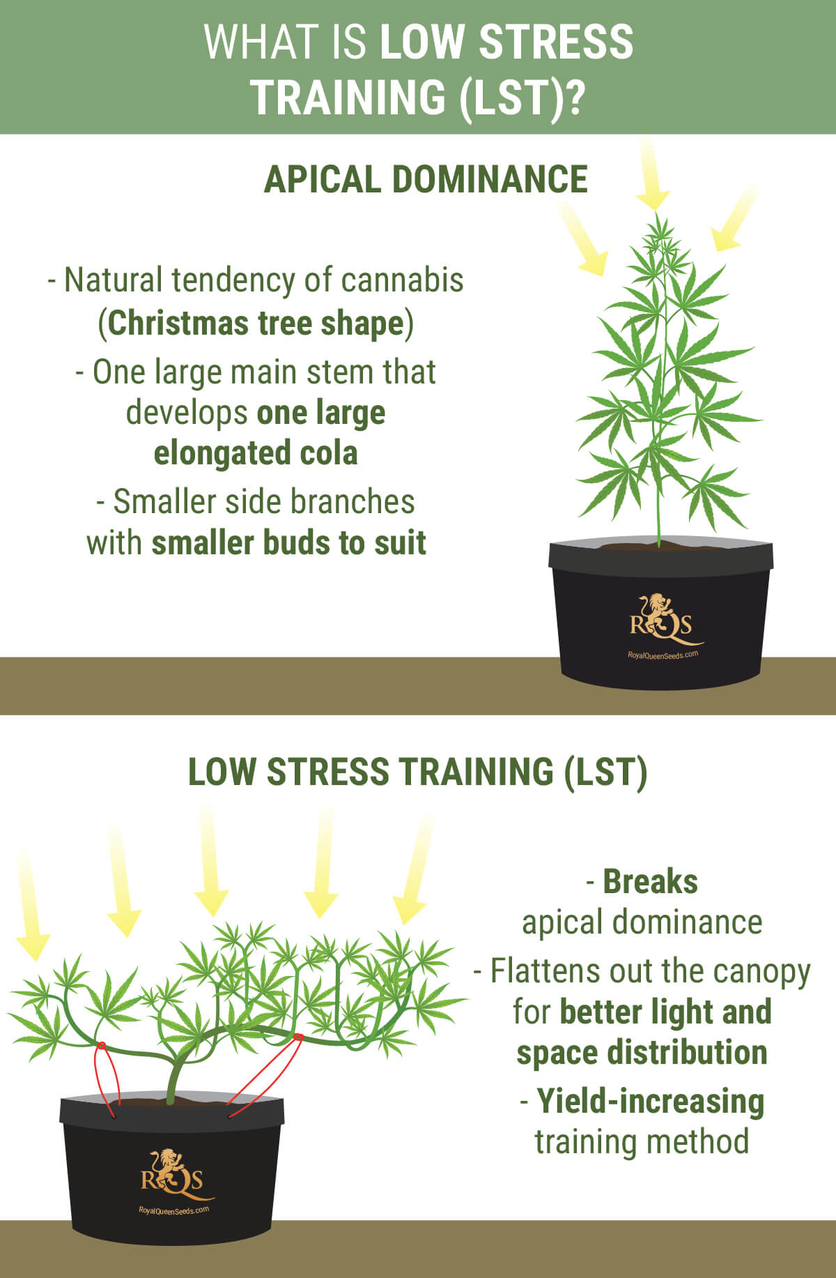 How To Perform Low Stress Training On Cannabis For Better Yields